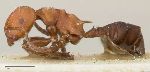 Atopomyrmex mocquerysi specimen FOCOL0482 image focol0482_3