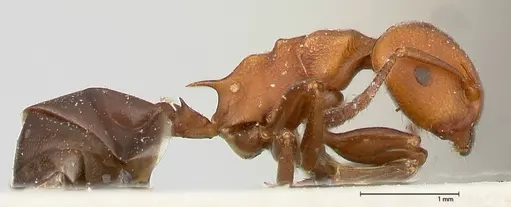 Atopomyrmex mocquerysi specimen FOCOL0482 image focol0482_4