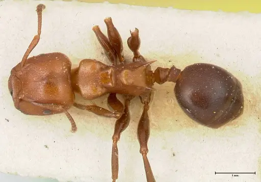 Atopomyrmex mocquerysi specimen FOCOL0483 image focol0483_1
