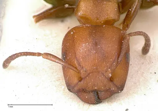 Atopomyrmex mocquerysi specimen FOCOL0483 image focol0483_2