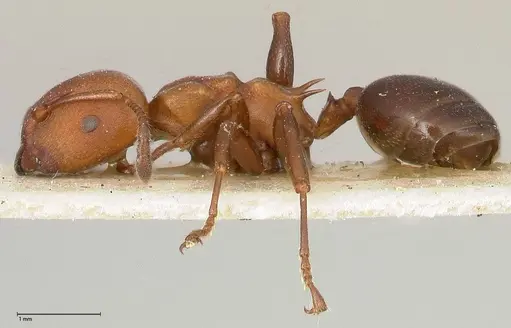 Atopomyrmex mocquerysi specimen FOCOL0483 image focol0483_3