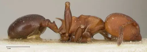 Atopomyrmex mocquerysi specimen FOCOL0483 image focol0483_4