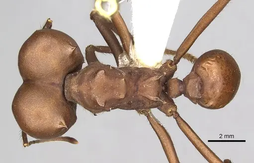 Atta bisphaerica specimen CASENT0281782 image casent0281782_1