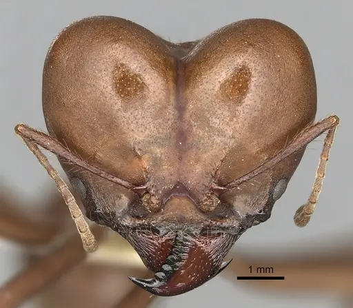 Atta bisphaerica specimen CASENT0281782 image casent0281782_2