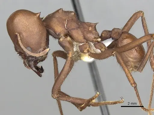 Atta bisphaerica specimen CASENT0281782 image casent0281782_3