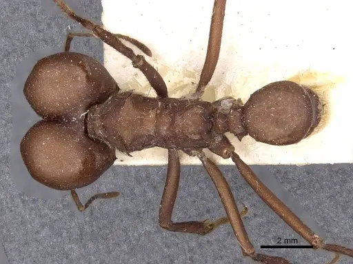 Atta bisphaerica specimen CASENT0909445 image casent0909445_1