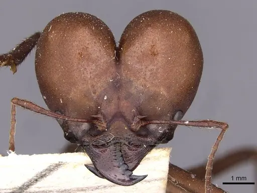 Atta bisphaerica specimen CASENT0909445 image casent0909445_2