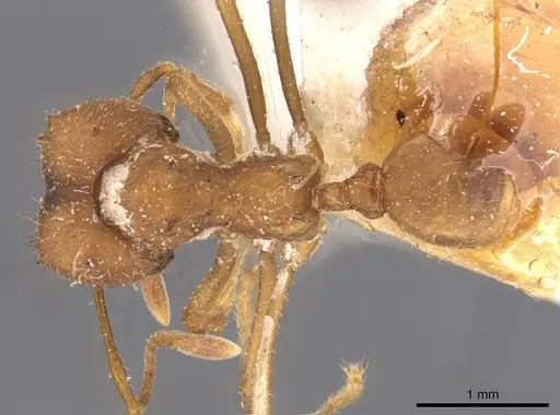 Atta bisphaerica specimen CASENT0909446 image casent0909446_1