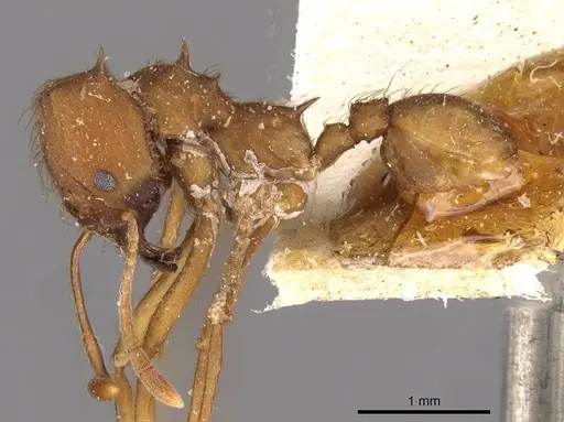 Atta bisphaerica specimen CASENT0909446 image casent0909446_3