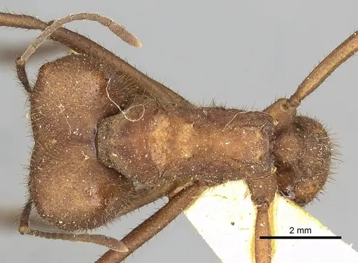 Atta capiguara specimen CASENT0281784 image casent0281784_1