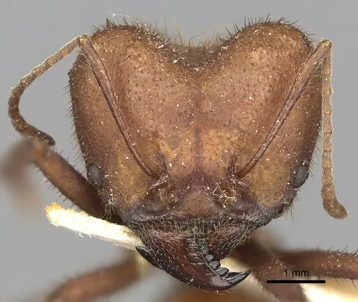 Atta capiguara specimen CASENT0281784 image casent0281784_2