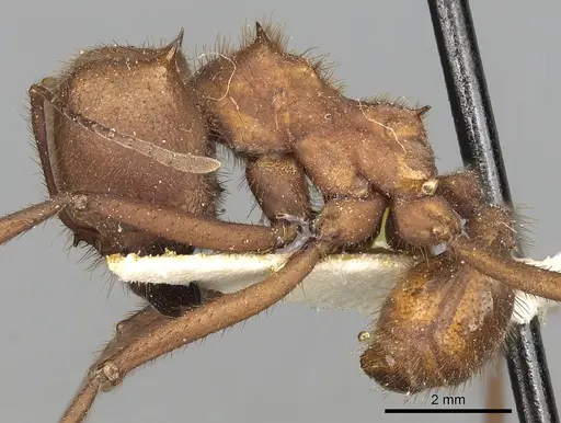 Atta capiguara specimen CASENT0281784 image casent0281784_3