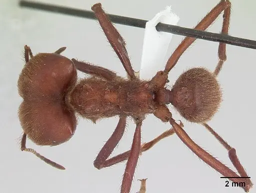 Atta cephalotes specimen CASENT0173617 image casent0173617_1
