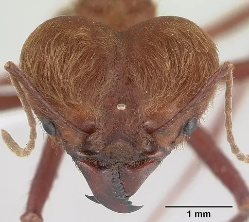 Atta cephalotes specimen CASENT0173617 image casent0173617_2