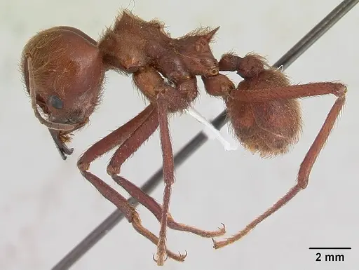 Atta cephalotes specimen CASENT0173617 image casent0173617_3
