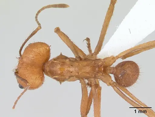 Atta cephalotes specimen CASENT0173618 image casent0173618_1