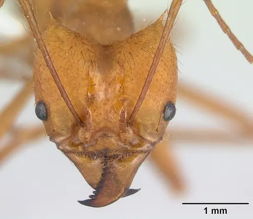 Atta cephalotes specimen CASENT0173618 image casent0173618_2