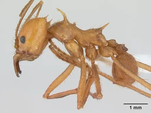 Atta cephalotes specimen CASENT0173618 image casent0173618_3