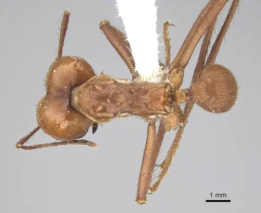 Atta cephalotes specimen CASENT0220443 image casent0220443_1