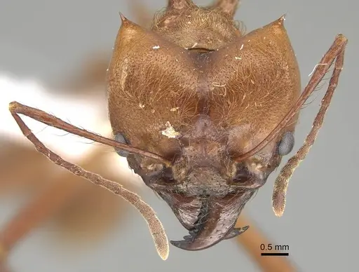 Atta cephalotes specimen CASENT0220443 image casent0220443_2