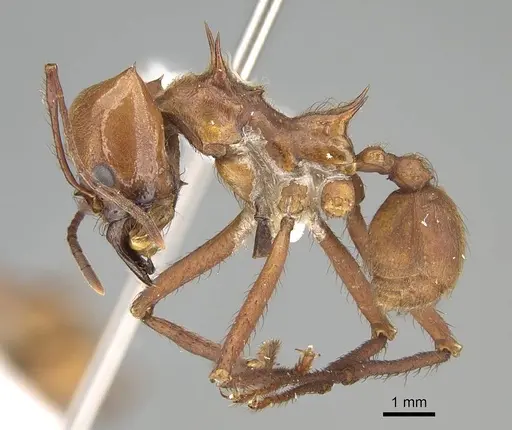 Atta cephalotes specimen CASENT0220443 image casent0220443_3