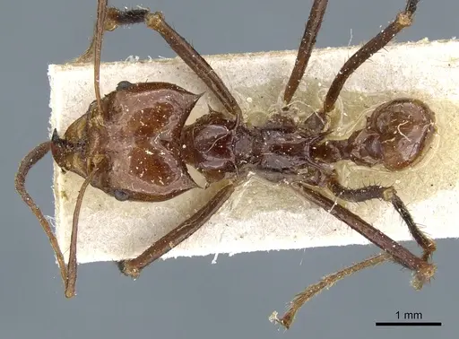 Atta cephalotes specimen CASENT0905008 image casent0905008_1