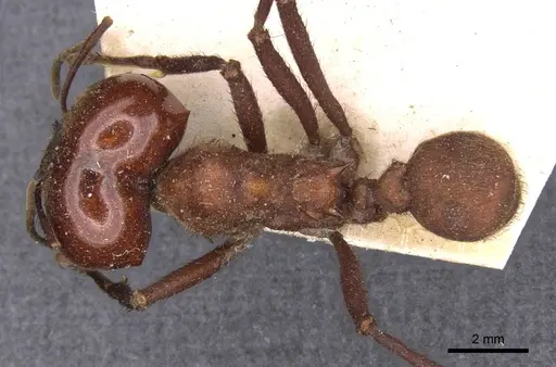 Atta cephalotes specimen CASENT0909438 image casent0909438_1