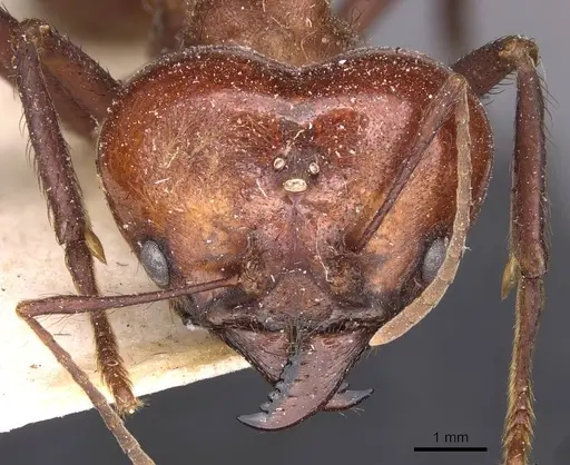Atta cephalotes specimen CASENT0909438 image casent0909438_2