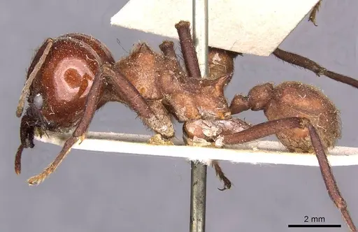 Atta cephalotes specimen CASENT0909438 image casent0909438_3