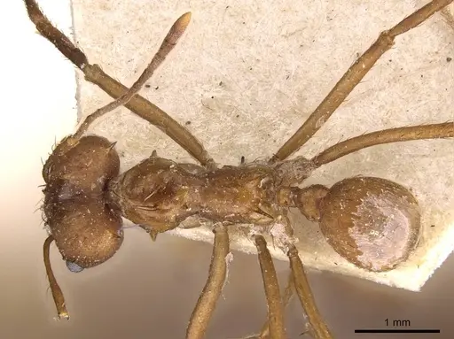 Atta cephalotes specimen CASENT0909439 image casent0909439_1