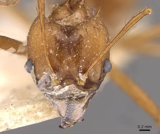Atta cephalotes specimen CASENT0909439 image casent0909439_2