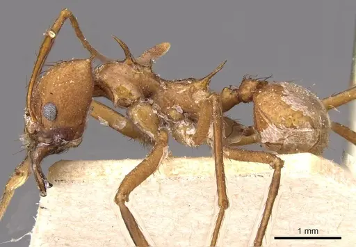 Atta cephalotes specimen CASENT0909439 image casent0909439_3
