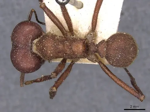 Atta cephalotes specimen CASENT0909440 image casent0909440_1