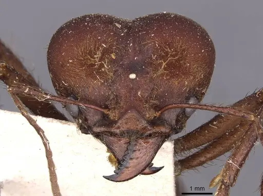Atta cephalotes specimen CASENT0909440 image casent0909440_2