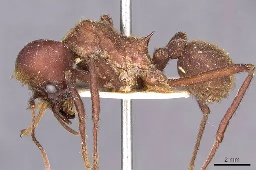 Atta cephalotes specimen CASENT0909440 image casent0909440_3