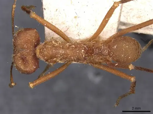 Atta cephalotes specimen CASENT0909441 image casent0909441_1