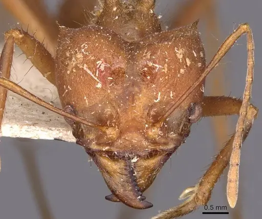 Atta cephalotes specimen CASENT0909441 image casent0909441_2