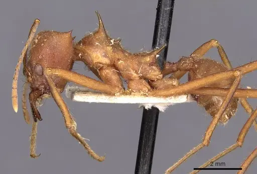 Atta cephalotes specimen CASENT0909441 image casent0909441_3