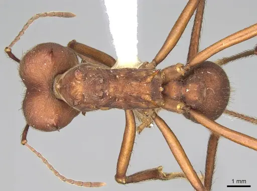 Atta cephalotes specimen CASENT0922050 image casent0922050_1