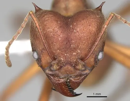 Atta cephalotes specimen CASENT0922050 image casent0922050_2