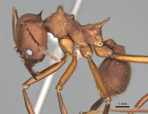 Atta cephalotes specimen CASENT0922050 image casent0922050_3