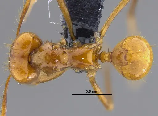 Atta cephalotes specimen CBUMAGENT41873 image cbumagent41873_1