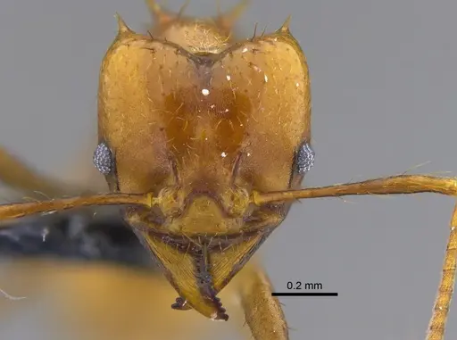 Atta cephalotes specimen CBUMAGENT41873 image cbumagent41873_2