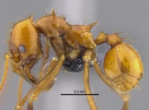 Atta cephalotes specimen CBUMAGENT41873 image cbumagent41873_3
