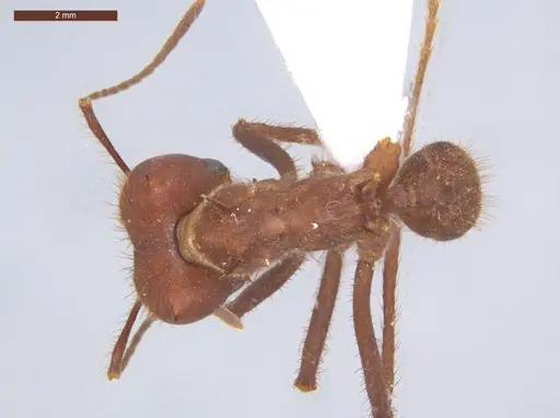 Atta cephalotes specimen ECOFOG-TR13-0068-04 image ecofog-tr13-0068-04_1