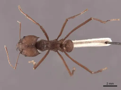 Atta cephalotes specimen FMNHINS0000046847 image fmnhins0000046847_1