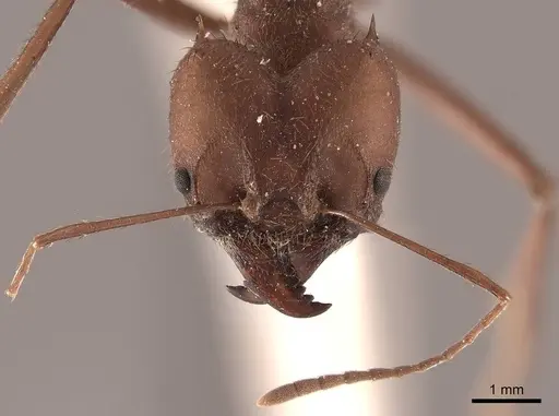 Atta cephalotes specimen FMNHINS0000046847 image fmnhins0000046847_2