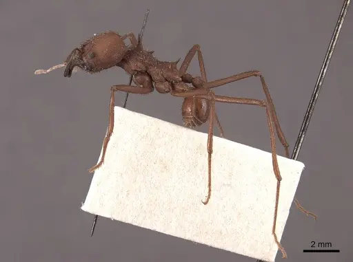Atta cephalotes specimen FMNHINS0000046847 image fmnhins0000046847_3