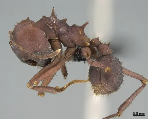Atta colombica specimen CASENT0191011 image casent0191011_1