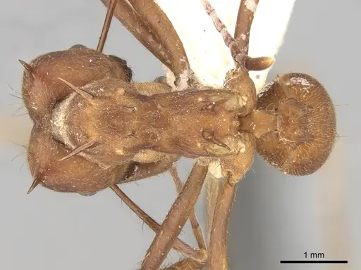 Atta colombica specimen CASENT0281779 image casent0281779_1